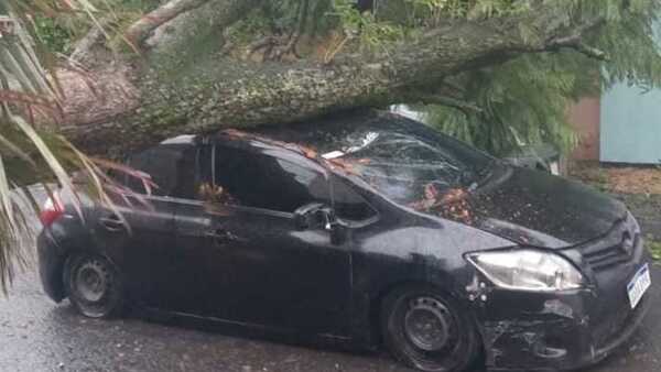 “Del susto y del miedo a que yo le diga algo, dijo que se le cayó encima el árbol”