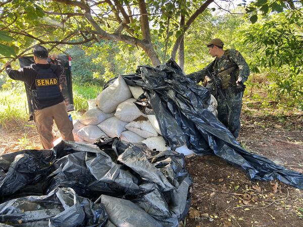 Anulan depósitos clandestinos para almacenamiento de marihuana en Yby Pytá - 1000 Noticias