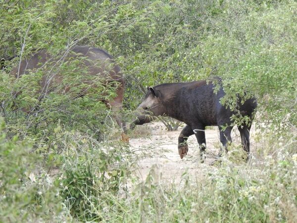 Avistan animales silvestres en la zona del Lote 2 del Corredor Bioceánico - El Independiente