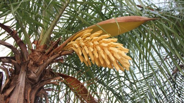 Declaran al mbocaya como Planta Nacional del Paraguay