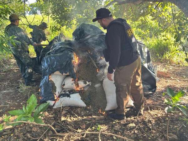 Destruyen más de dos toneladas de marihuana en Canindeyú - Policiales - ABC Color