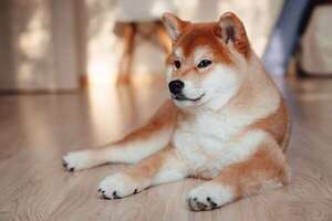 El Shiba Inu en la cultura japonesa: más que un meme, un símbolo nacional - Mascotas - ABC Color