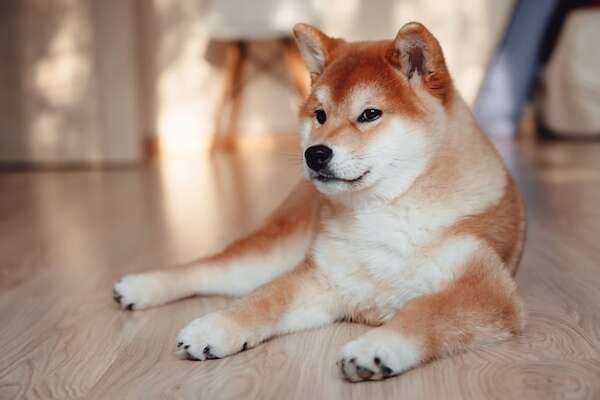 El Shiba Inu en la cultura japonesa: más que un meme, un símbolo nacional - Mascotas - ABC Color