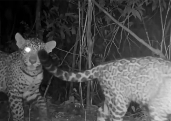Jaguar y sus crías fueron vistas en el Parque Nacional de Yguazú - La Clave