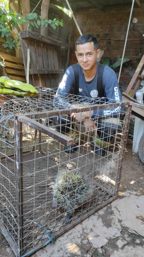 Rescatan animales silvestres en áreas urbanas de Concepción