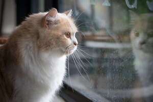 ¿Pueden los gatos extrañar a sus dueños?: señales de apego emocional - Mascotas - ABC Color