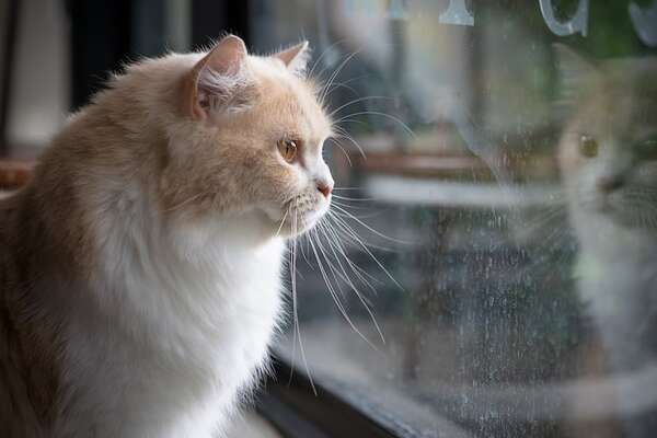 ¿Pueden los gatos extrañar a sus dueños?: señales de apego emocional - Mascotas - ABC Color