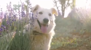 Alertan sobre cuidados para mascotas ante la ola de calor extremo - SNT
