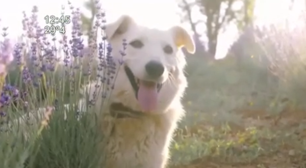 Alertan sobre cuidados para mascotas ante la ola de calor extremo - SNT