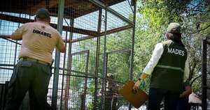 Diario HOY | Piden avanzar en proyecto para investigar supuesta cacería desde helicópteros