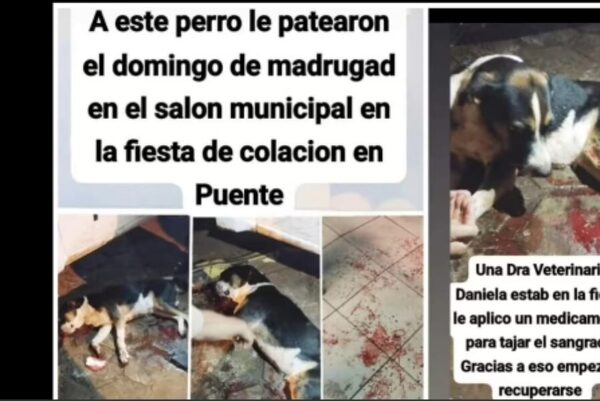 Perrito ingresó a una fiesta de graduación y terminó reventado