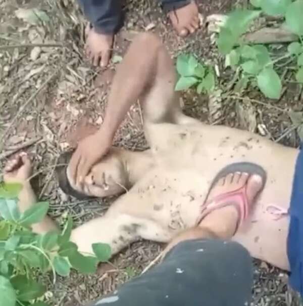 Video: presunto ladrón intentó huir a pie un día entero en el monte y murió - Policiales - ABC Color