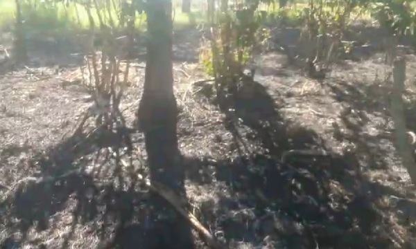 Nuevo ataque en propiedad rural denunciada, queman yerbal en Repatriación - OviedoPress