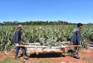 Exportación de piña genera un importante ingreso a Guajayvi - Economía - ABC Color