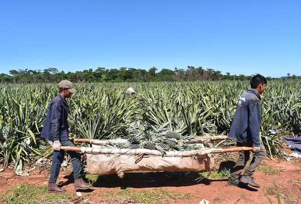 Exportación de piña genera un importante ingreso a Guajayvi - Economía - ABC Color
