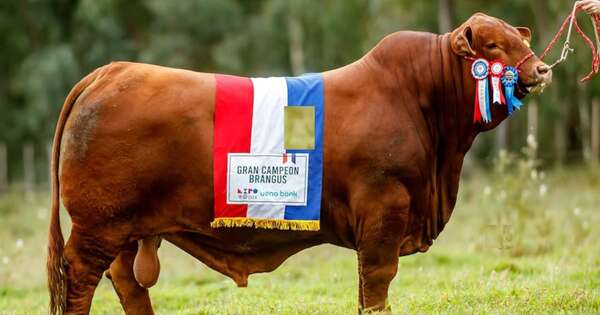 La Nación / Toro paraguayo se coronó como el mejor del mundo