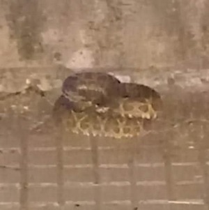 ¡Eñatendeke! Se topan con una yarara en la costanera de Encarnación