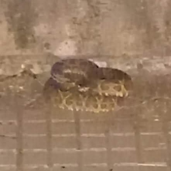 ¡Eñatendeke! Se topan con una yarara en la costanera de Encarnación