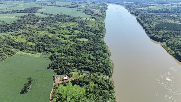 Detectan plantación de marihuana a metros de la frontera con Argentina - ADN Digital