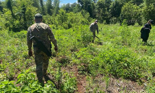 SENAD detectó cultivos de marihuana a metros de la frontera con Argentina