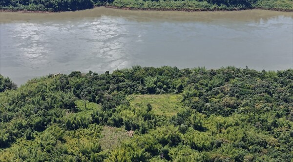 Eliminan cultivos de marihuana a metros de la frontera con Argentina, valuados en unos USD 900.000 - .::Agencia IP::.