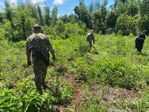Detectan cultivos de marihuana a metros de la frontera con Argentina - 1000 Noticias