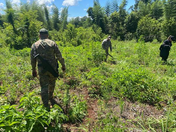 Detectan cultivos de marihuana a metros de la frontera con Argentina - 1000 Noticias
