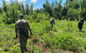 Senad detectó cultivos de marihuana a metros de frontera con Argentina