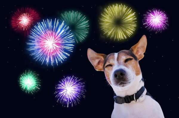 Seguí estos consejos para mantener relajada a tu mascota durante las fiestas de fin de año - Mascotas - ABC Color