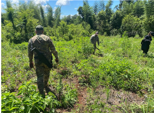 Senad erradica dos hectáreas de marihuana cerca del río Paraná