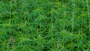 Ñacunday: Cultivos de marihuana descubiertos nuevamente