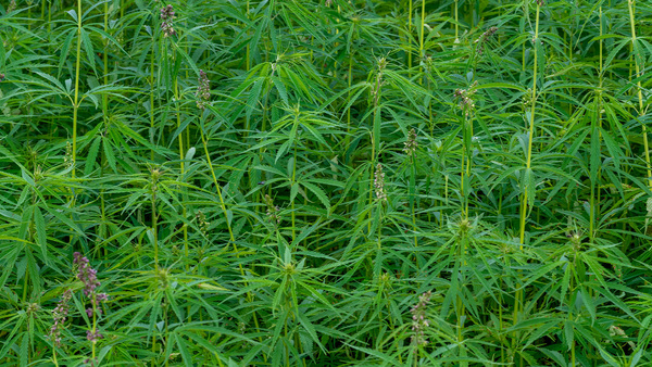 Ñacunday: Cultivos de marihuana descubiertos nuevamente