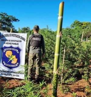 SUMAR: Destruyen plantaciones de marihuana en San Pedro - 1000 Noticias