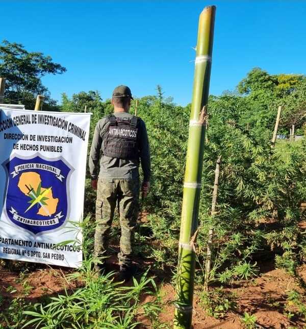 SUMAR: Destruyen plantaciones de marihuana en San Pedro - 1000 Noticias