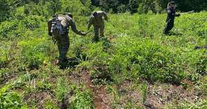 Diario HOY | Destruyen 2 hectáreas de plantaciones de marihuana en Alto Paraná
