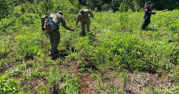 Diario HOY | Destruyen 2 hectáreas de plantaciones de marihuana en Alto Paraná