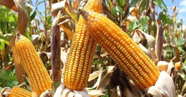 La Nación / Maíz: exportaciones a noviembre registraron mermas