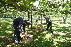 Con expectativa, productores se preparan para la XIV edición de la Expo frutas en La Colmena - Economía - ABC Color