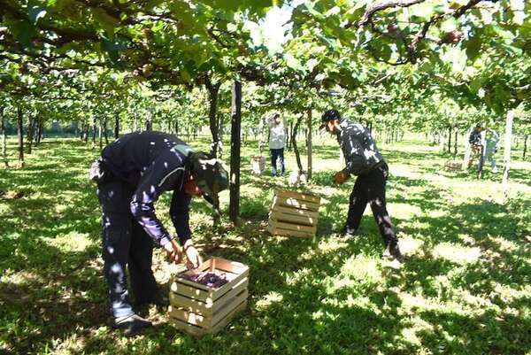 Con expectativa, productores se preparan para la XIV edición de la Expo frutas en La Colmena - Economía - ABC Color