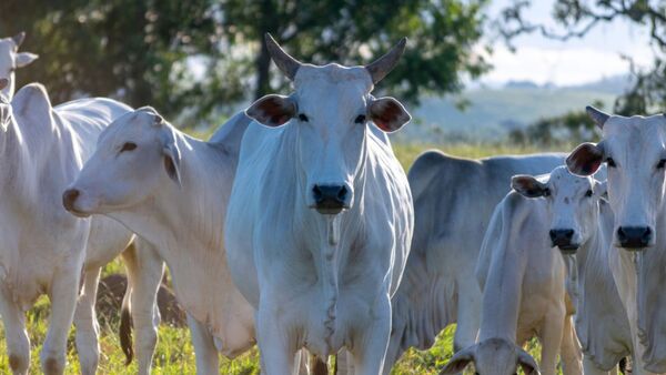 Brasil: la trazabilidad bovina será gradual y obligatoria a partir de 2027
