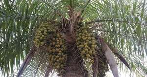 La Nación / Declaran planta nacional del Paraguay al cocotero mbocayá