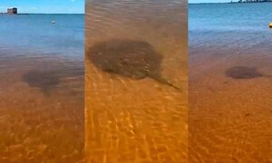 Turistas avistan raya en aguas de la Playa San José de Encarnación – Prensa 5