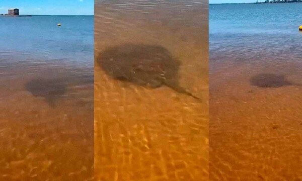 Turistas avistan raya en aguas de la Playa San José de Encarnación – Prensa 5