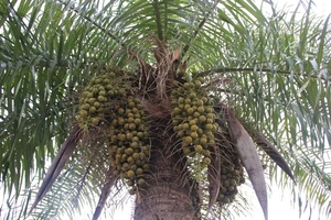 DECLARAN PLANTA NACIONAL DEL PARAGUAY AL COCOTERO MBOCAYÁ - Itapúa Noticias