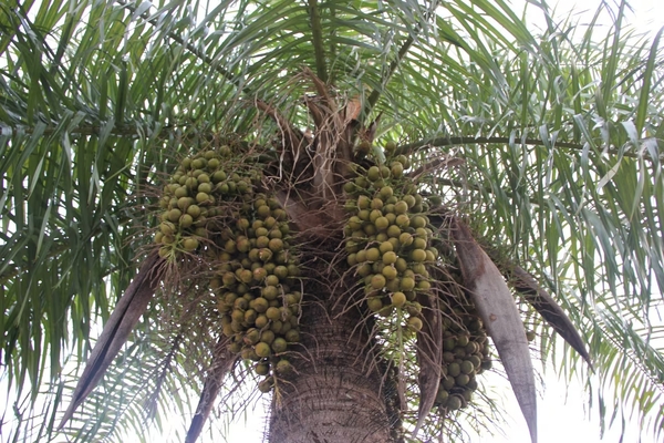 DECLARAN PLANTA NACIONAL DEL PARAGUAY AL COCOTERO MBOCAYÁ - Itapúa Noticias