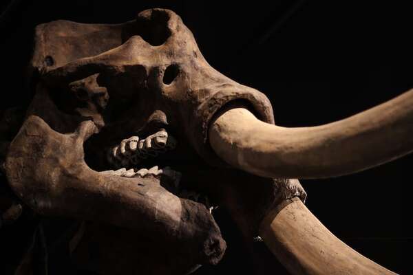Mandíbula de un mastodonte de la Edad de Hielo fue encontrado en un patio de Nueva York - Mundo - ABC Color