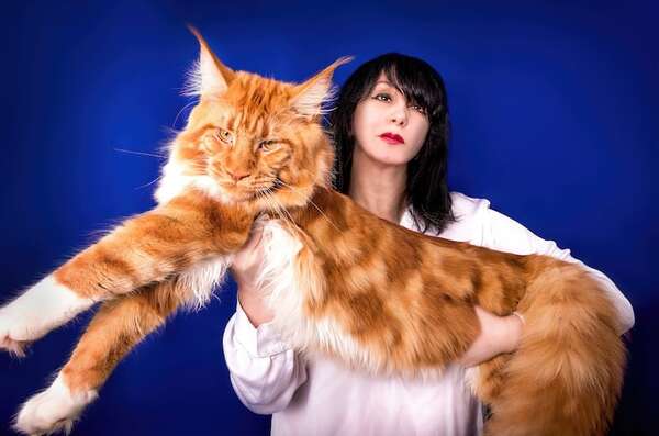 Leyendas y realidades del tamaño gigante del gato Maine Coon - Mascotas - ABC Color