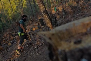 Actividades ilegales y corrupción en el sector forestal | Columnas | 5Días