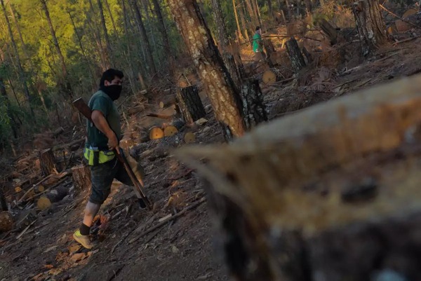 Actividades ilegales y corrupción en el sector forestal | Columnas | 5Días