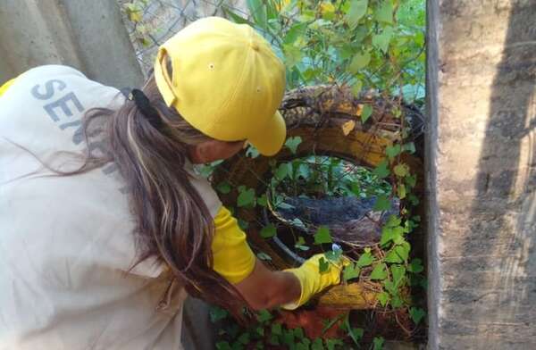 Piden eliminar criaderos de mosquitos y recomiendan a los veraneantes llevar repelente - ABC en el Este - ABC Color